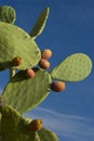 Prickly pear Cactus Royalty Free Stock Photo