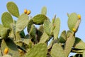 Prickly pear cactus Royalty Free Stock Photo