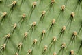 Prickly pear cactus Royalty Free Stock Photo