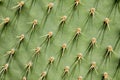 Prickly pear cactus