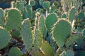 Prickly Pear cactus Royalty Free Stock Photo