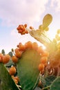 Prickly pear cactus with abundant fruits. Opuntia ficus-indica closeup.