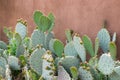 Prickly pear cactus against stucco orange wall.