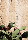 Prickly pear cactus against a wall