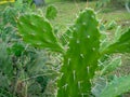 Prickly pear cactus. Background of leaves and thorns. Cactus parts. Spring green plant. Catus concept Royalty Free Stock Photo