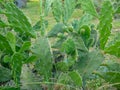 Prickly pear cactus. Background of leaves and thorns. Cactus parts. Spring green plant. Catus concept Royalty Free Stock Photo