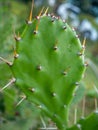 Prickly pear cactus. Background of leaves and thorns. Cactus parts. Spring green plant. Catus concept Royalty Free Stock Photo