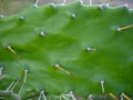 Prickly pear cactus. Background of leaves and thorns. Cactus parts. Spring green plant. Catus concept Royalty Free Stock Photo