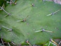 Prickly pear cactus. Background of leaves and thorns. Cactus parts. Spring green plant. Catus concept Royalty Free Stock Photo