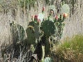 Arizona Prickly Pear in Bloom