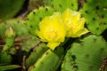 Prickly Pear Cactus Blooming