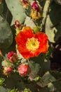 Prickly pear cactus blooming with red flower cacti orange red arizona opuntia plant vegetation