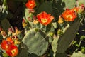 Prickly pear cactus blooming with red flower cacti orange red arizona opuntia plant vegetation