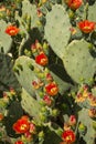 Prickly pear cactus blooming with red flower cacti orange red arizona opuntia plant vegetation