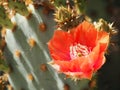 A beautiful Prickly Pear Flower Opens to the Sun Royalty Free Stock Photo