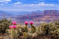 Prickly Pear Cactus Blooms serenely on the rim of the Grand Canyon.