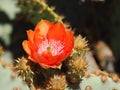 A Prickly Pear Cactus Blossom Opens to the Sun Royalty Free Stock Photo