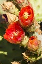 Prickly pear cactus blossoms Royalty Free Stock Photo