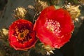 Prickly pear cactus blossoms Royalty Free Stock Photo