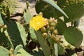 The prickly pear cactus blossoms with beautiful yellow flowers in a tropical garden Royalty Free Stock Photo