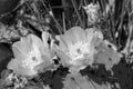 Prickly Pear Cactus Blossoms in Black and White Royalty Free Stock Photo