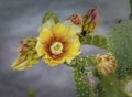 Prickly Pear Cactus Blossoms Royalty Free Stock Photo