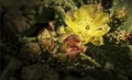 Prickly Pear Cactus Blossoms Royalty Free Stock Photo