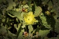 Prickly Pear Cactus Blossoms Royalty Free Stock Photo