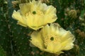 Prickly Pear Cactus Blossoms Royalty Free Stock Photo