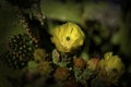 Prickly Pear Cactus Blossoms Royalty Free Stock Photo