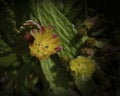 Prickly Pear Cactus Blossoms Royalty Free Stock Photo