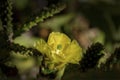 Prickly Pear Cactus Blossoms Royalty Free Stock Photo