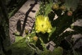 Prickly Pear Cactus Blossoms Royalty Free Stock Photo