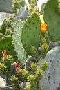 Prickly pear cactus 8843 c