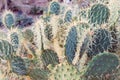 Prickly Pear Cactus