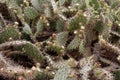 Prickly pear cactus Royalty Free Stock Photo