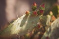 Prickly pear cactus close up with fruit in red color, cactus spines. Royalty Free Stock Photo