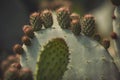 Prickly pear cactus close up with fruit in red color, cactus spines. Green pads on a prickly pear cactus Royalty Free Stock Photo