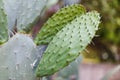 Prickly pear cactus close up with fruit in red color, cactus spines. Opuntia, ficus-indica, Indian fig opuntia