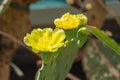 Prickly pear cactus close up with fruit in yellow color, cactus spines Royalty Free Stock Photo