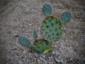 Prickly pear cactus close up looking like Mickey Mouse ears in the Arizona Desert. Opuntia is a genus in the cactus family, Cactac