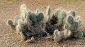 Prickly Pear Cactus Closeup Royalty Free Stock Photo