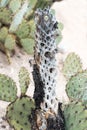 Prickly Pear with dead cactus