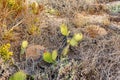 Prickly pear cactus among dead weeds and rocks