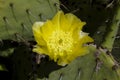 Prickly Pear Cactus Plant and Yellow Blossoms Royalty Free Stock Photo