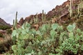 Prickly pear cactus in the desert of Arizona, USA Royalty Free Stock Photo