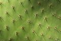 Prickly Pear Cactus Detail Royalty Free Stock Photo