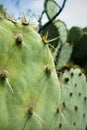 Prickly Pear Cactus Detail, Tucson, Arizona Royalty Free Stock Photo