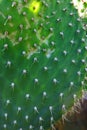 Prickly Pear Cactus Disease Nopal Close-up.