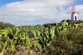 Prickly pear cactus field and windmill in the background in Jardin de Cactus by Cesar Manrique on canary island Lanzarote Royalty Free Stock Photo